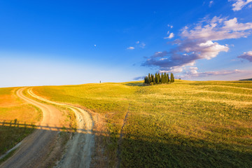 Among the gold fields group of famous Tuscan cypress trees in be