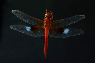 Red dragonfly isolate on black background