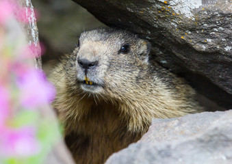 marmot #9