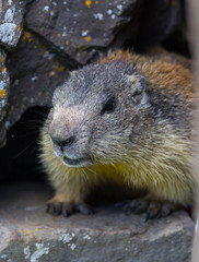 marmot #8