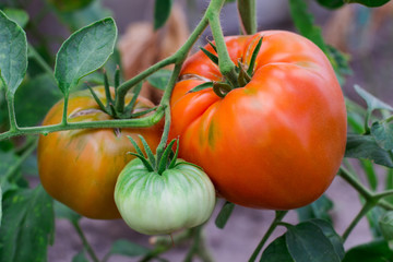 tomatoes on a branch