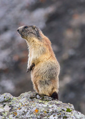 standing marmot #13