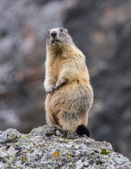 Naklejka na ściany i meble standing marmot #12
