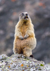 standing marmot #11