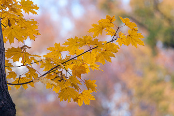 yellow autumn maple leaves