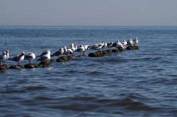 Möwe am Strand der Ostsee auf der Insel Usedom