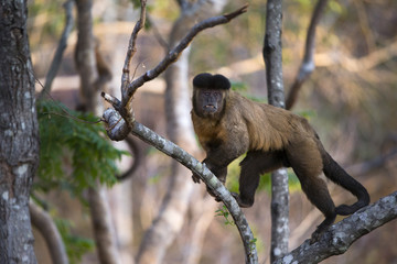 Kapuzineraffe im Baum