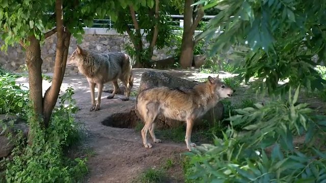 Two wolves howling in a zoo