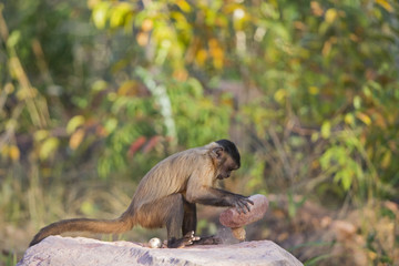 Kapuzineraffe zerschl&auml;gt Nuss mit Stein