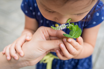 ミントの花の香りを嗅ぐ女の子