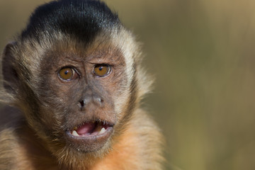 Brauner Kapuzineraffe