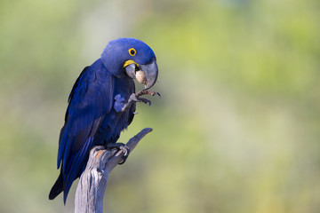 Hyazinthara knackt Nuss