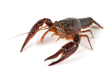Gambero di fiume vivo isolato su sfondo bianco
