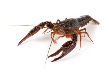 Gambero di fiume vivo isolato su sfondo bianco
