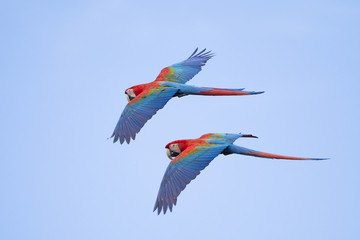 Grünflügelaras im Flug