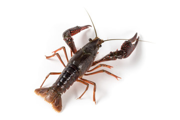 Gambero di fiume vivo isolato su sfondo bianco