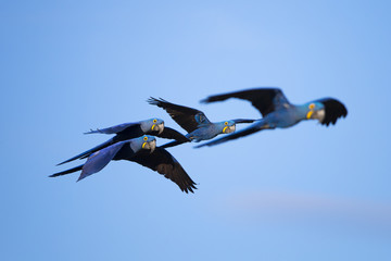 Hyazintharas im Flug