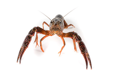 Gambero di fiume vivo isolato su sfondo bianco