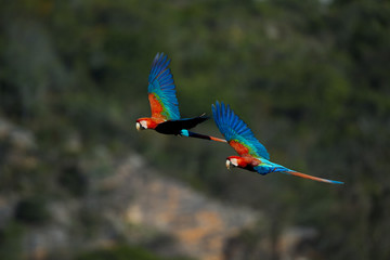 Grünflügelaras im Flug