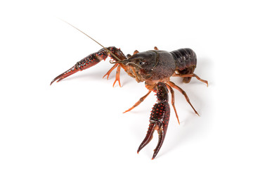Gambero di fiume vivo isolato su sfondo bianco