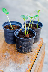 Young tree in pot on table, selective focus point.
