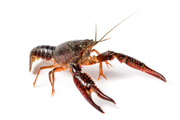 Gambero di fiume vivo isolato su sfondo bianco