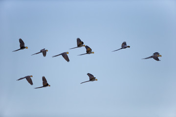 Hyazintharas im Flug