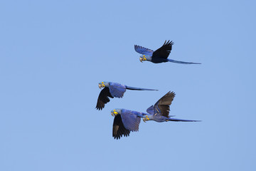 Hyazintharas im Flug