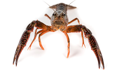Gambero di fiume vivo isolato su sfondo bianco