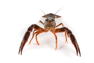 Gambero di fiume vivo isolato su sfondo bianco