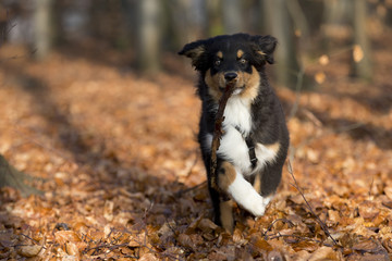 Australian Shepherd rennt durch den Herbstwald