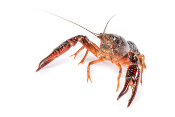 Gambero di fiume vivo isolato su sfondo bianco
