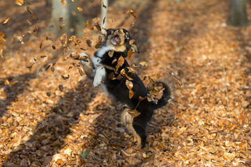 Junger Australian Shepherd spielt mit Laub