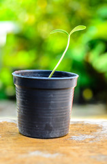 Young tree in pot on table, selective focus point.