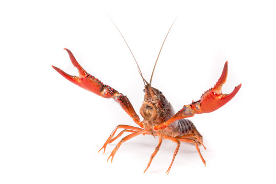 Gambero di fiume vivo isolato su sfondo bianco