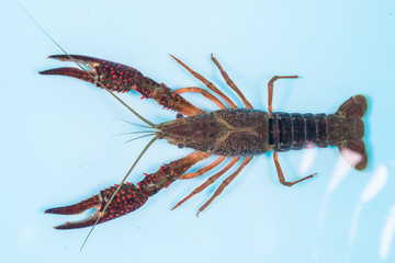 Gambero di fiume vivo nell’acqua 