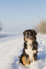 Australian Shepherd im Winter