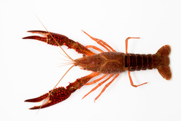 Gambero di fiume vivo isolato su sfondo bianco