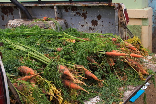 Zanahorias Reci&eacute;n Cosechadas
