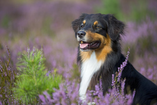 Australian Shepherd in der Heidelandschaft