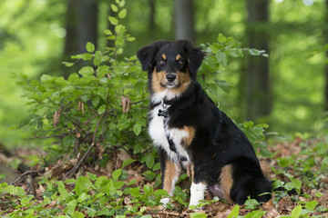 Junger Australian Shepherd