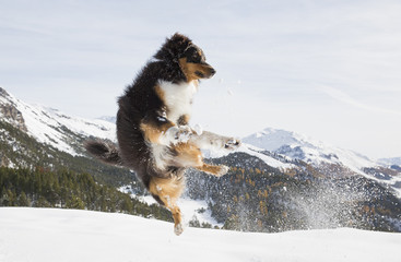 Australian Shepherd springt nach Schneebällen