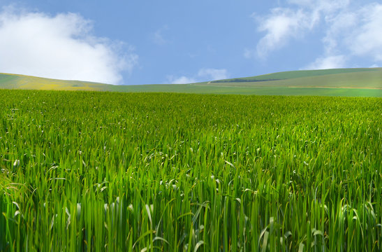 Champ de ble en herbe , &agrave; Camiers dans le Pas de Calais