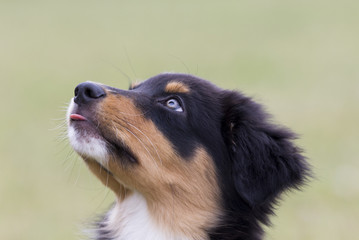 Junger Australian Shepherd