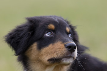 Junger Australian Shepherd