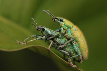 The breeding of insects