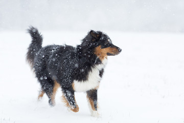 Australian Shepherd im Winter