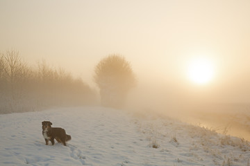 Naklejka premium Australian Shepherd im Winter