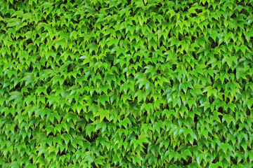 green leaves background