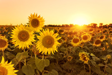 Sonnenblumenfeld bei Sonnenuntergang